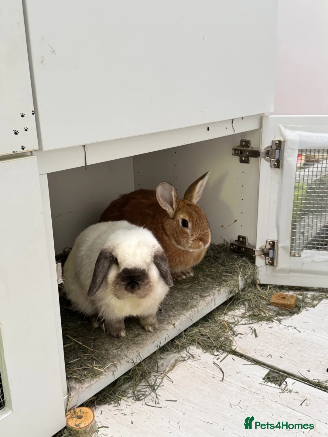 Mixed Breed rabbits for sale: 2 Bunnies for sale  in Beaconsfield - Advert 2