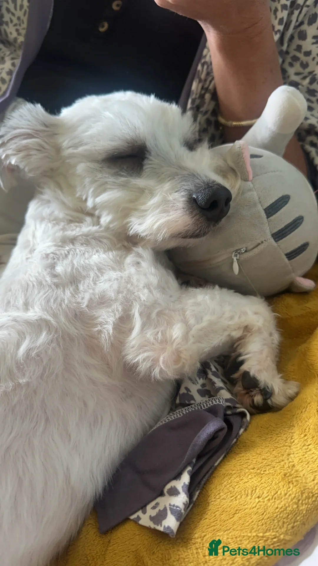 Bichon Frise dogs for sale: Bichon Maltese-Male 2 years old  in Manchester - Advert 4