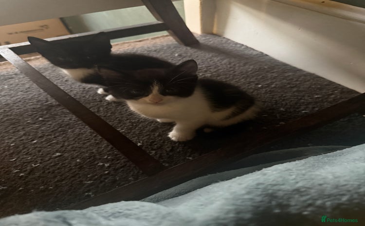 British Shorthair cats - Advert 3