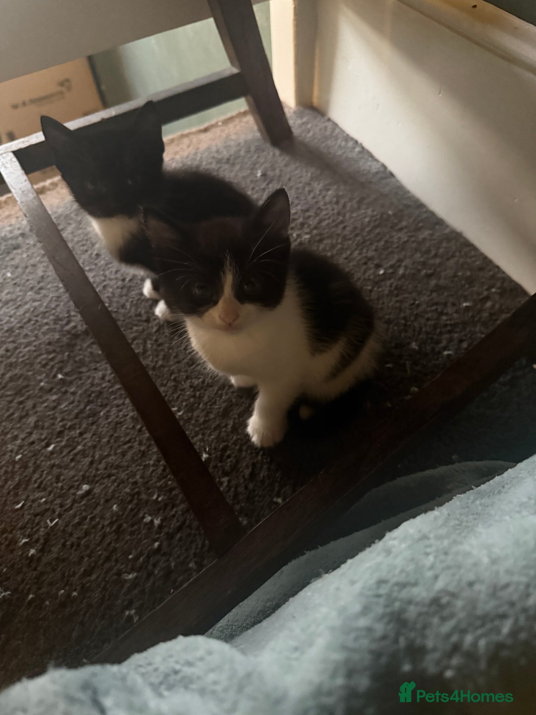 British Shorthair cats for sale: Beautiful playful kitten - Image 1