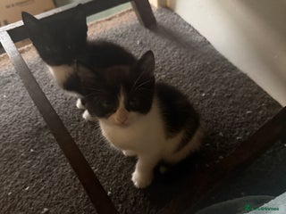 British Shorthair cats - Advert 1