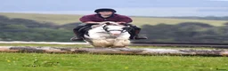 Irish Cob horses for sale: Rising 5 traditional 13hh gelding PC/allrounder - Advert 4