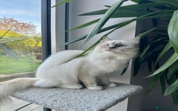 Ragdoll cats for sale: Stunning Ragdoll kittens. Ready 12 December - Image 11