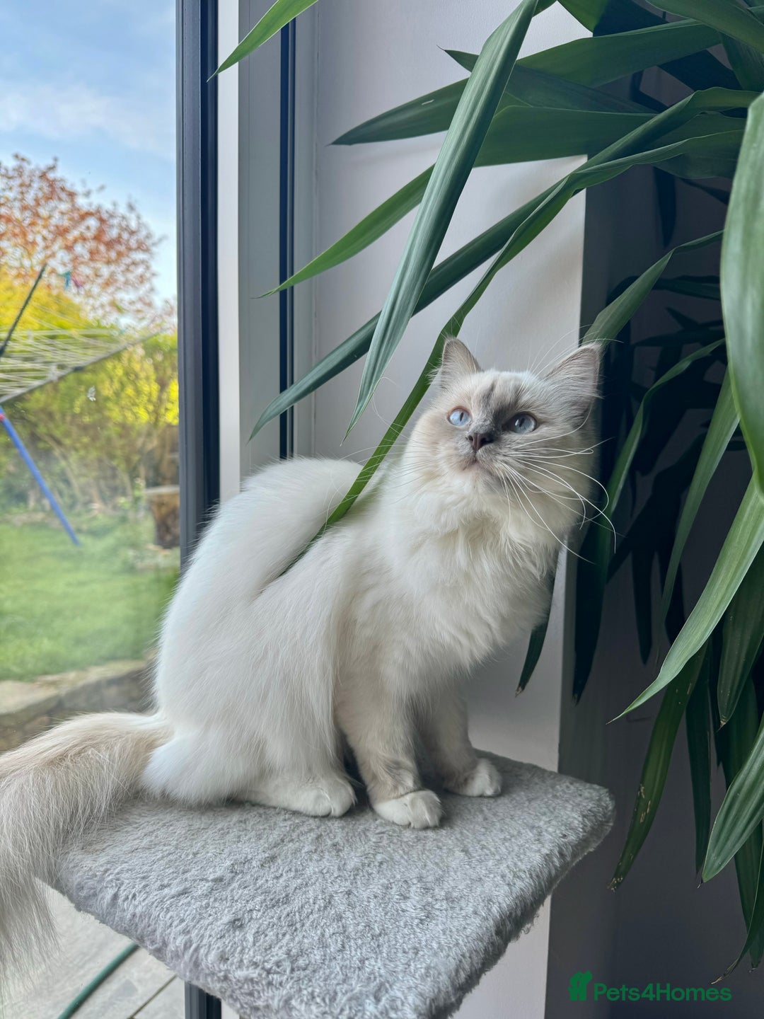 Ragdoll cats for sale: Stunning Ragdoll kittens. Ready 12 December - Image 11