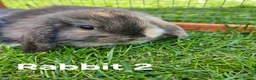 Mini Lop rabbits for sale: 🐰 Adorable Mini Lop Baby Rabbits Ready Soon 🐰 in Harwich - Advert 5