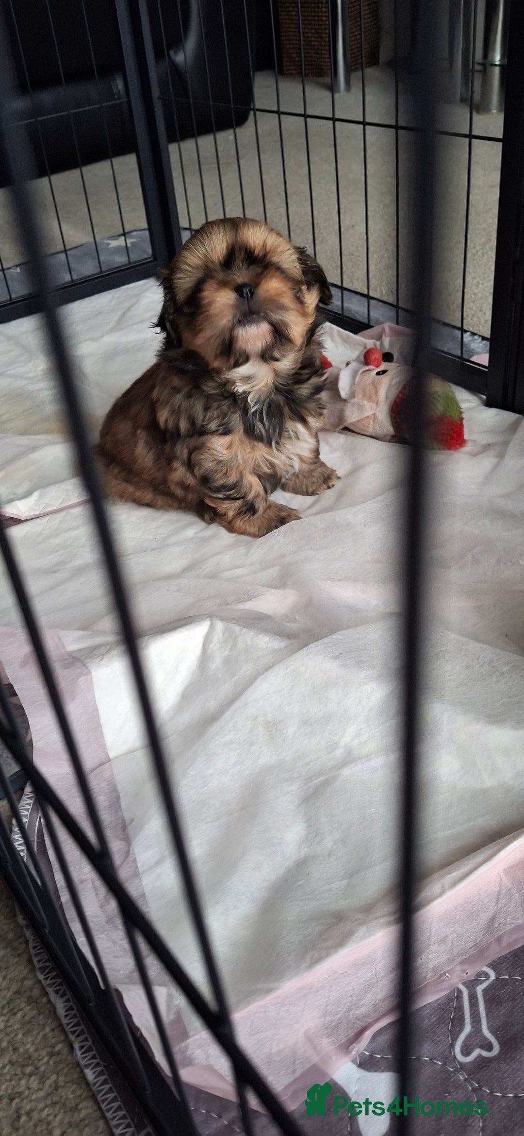 Shih Tzu dogs for sale: Full bred shih tzu 2 boys - Advert 13