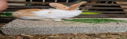 Mixed Breed rabbits for sale: Baby bunnies  in Hartlepool - Advert 4