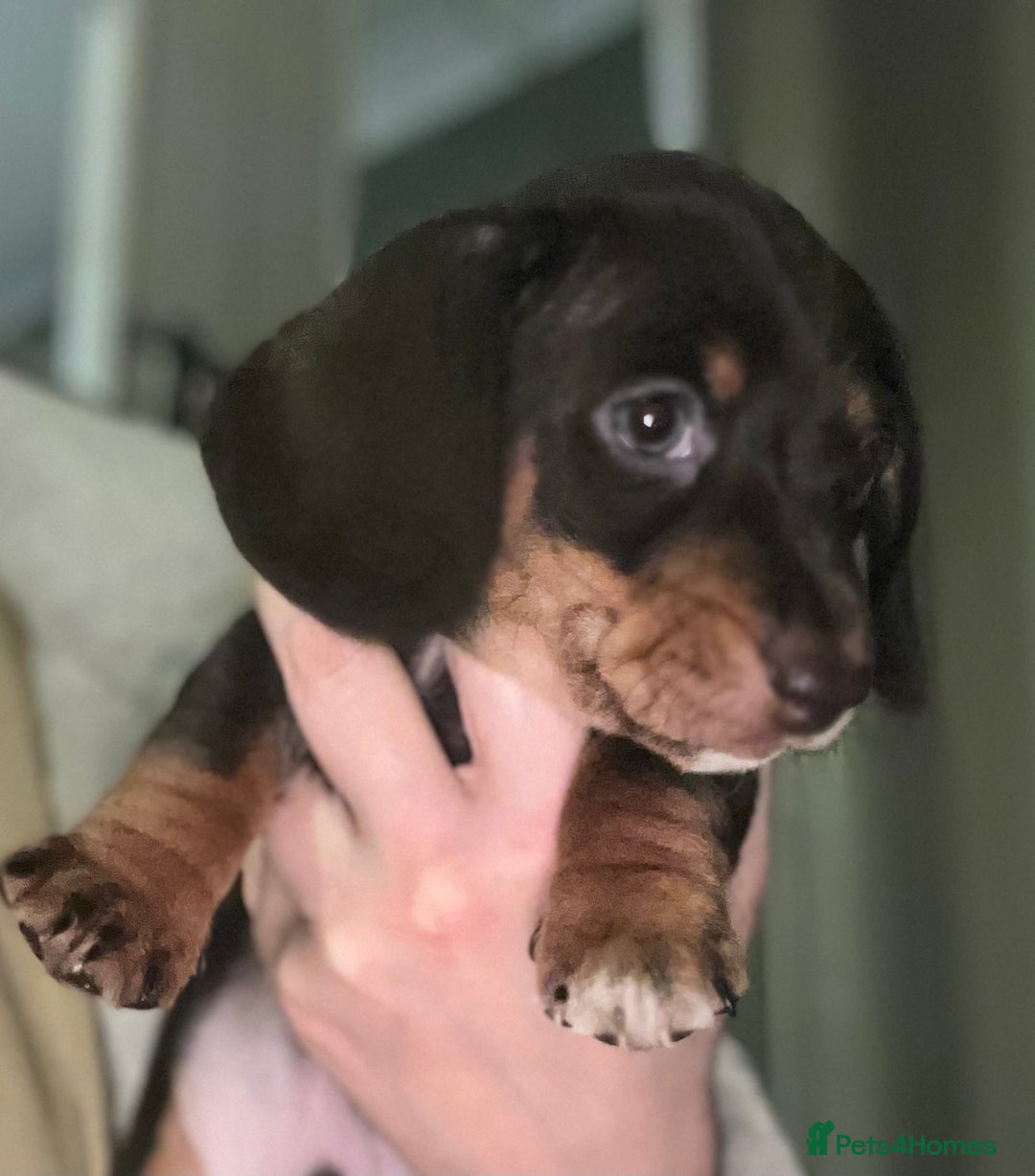 Miniature Dachshund dogs for sale: Only 3 chocolate drops left, ready now  - Advert 9