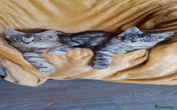 Maine Coon cats for sale: Adorable Kitten Looking for a Forever Home! 🏡 - Image 7