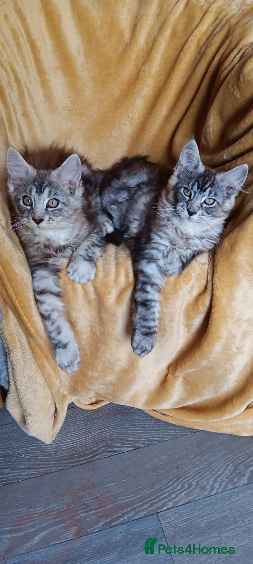 Maine Coon cats for sale: Adorable Kitten Looking for a Forever Home! 🏡 - Image 7
