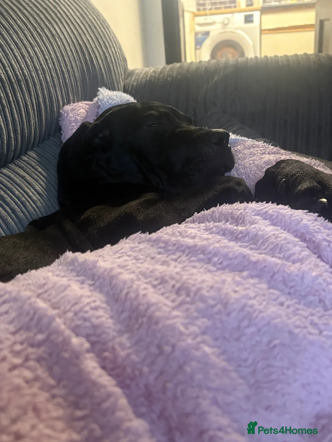 Cane Corso dogs for sale: Beautiful Cane Corso  - Advert 3