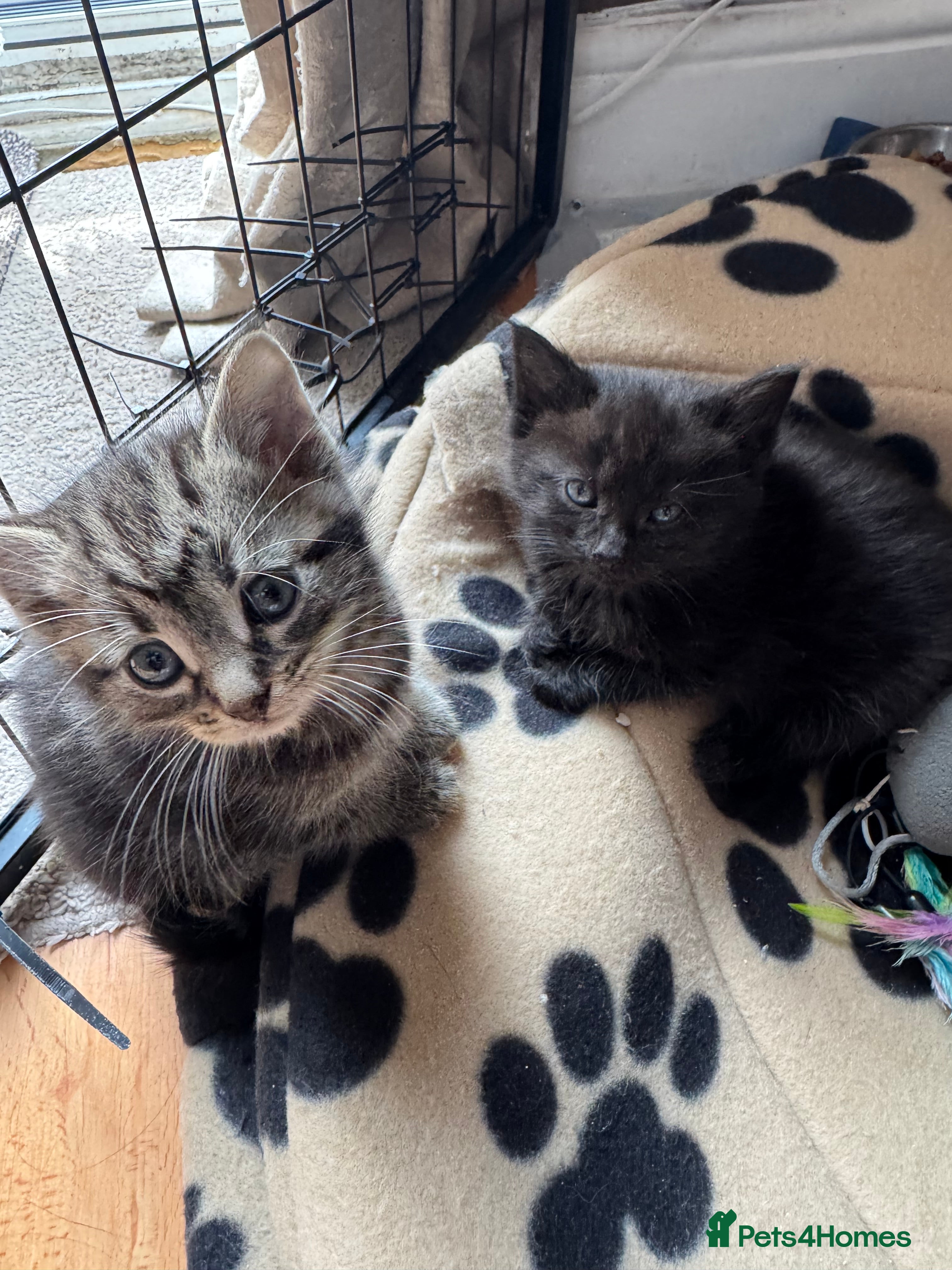 Mixed Breed cats 3 beautiful kittens available. - Advert 17