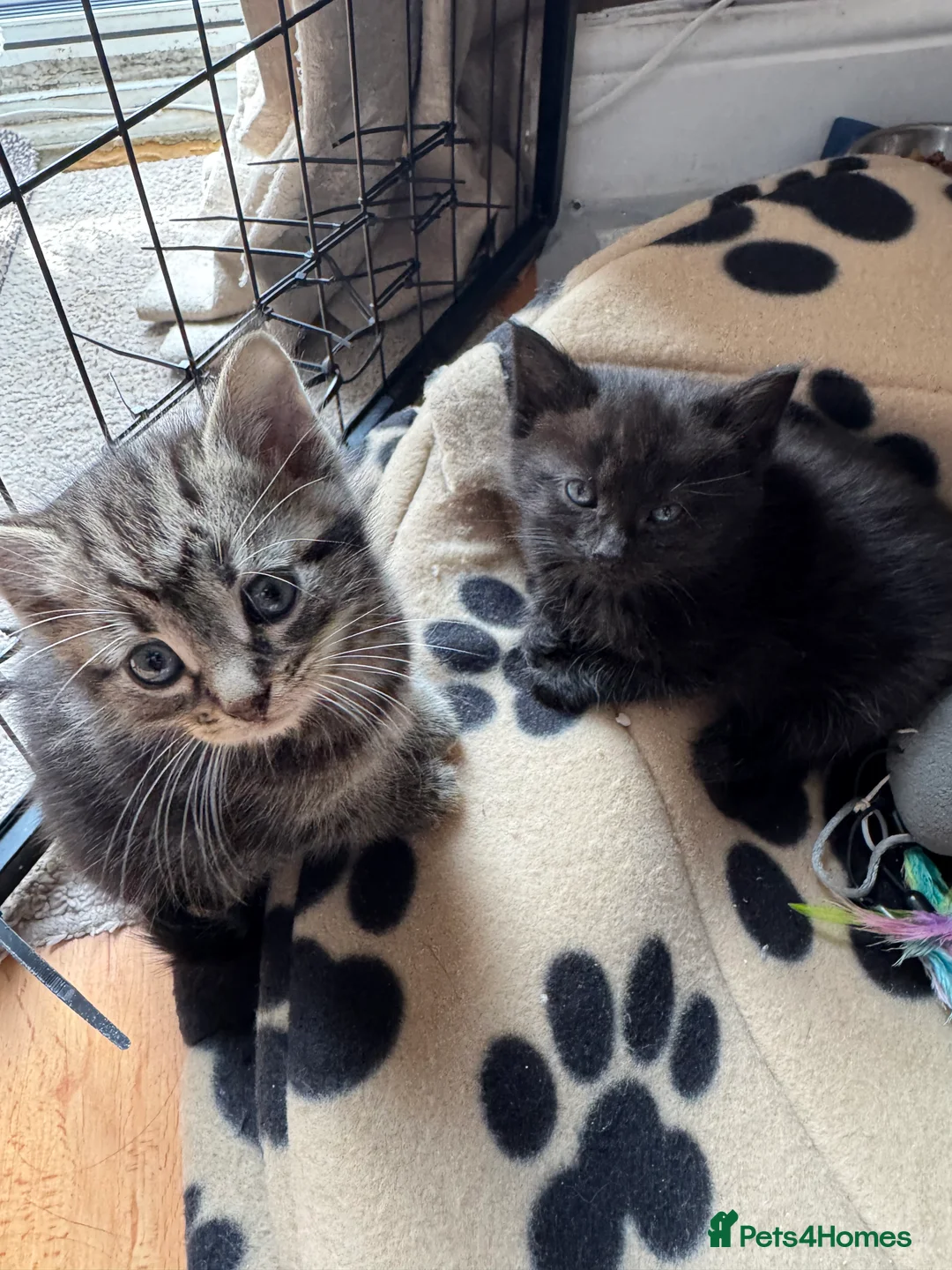 Mixed Breed cats for sale: 9 beautiful fluffy kittens - Advert 4