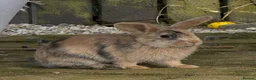 Mini Lop rabbits for sale: Five baby mini lop bunnies - Advert 3