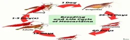 Shrimps fish for sale: 🔥Juv. RED & BLUE SHRIMP🦐 + free plant 🍃 - Advert 6