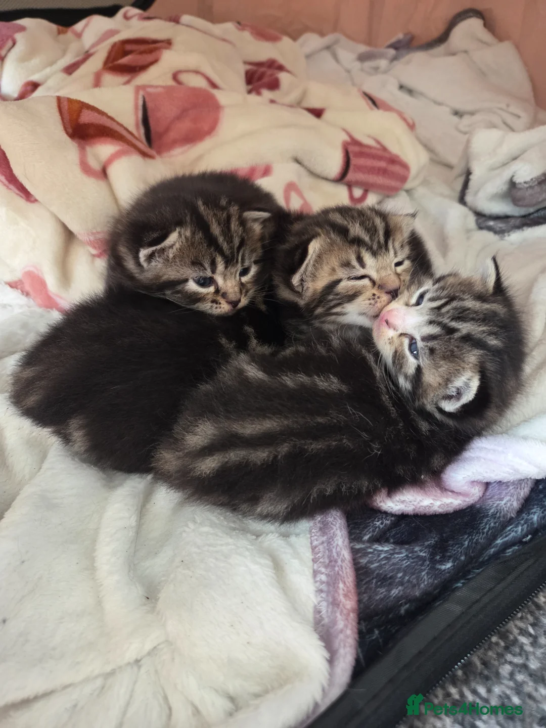 Mixed Breed cats for sale: 3 beautiful kittens  - Advert 1