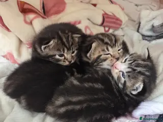 Mixed Breed cats 3 beautiful kittens - Advert 1