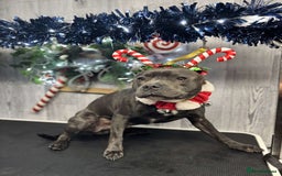 Staffordshire Bull Terrier dogs for sale: Reggie - 2 year old blue/brindle staffy  - Image 8