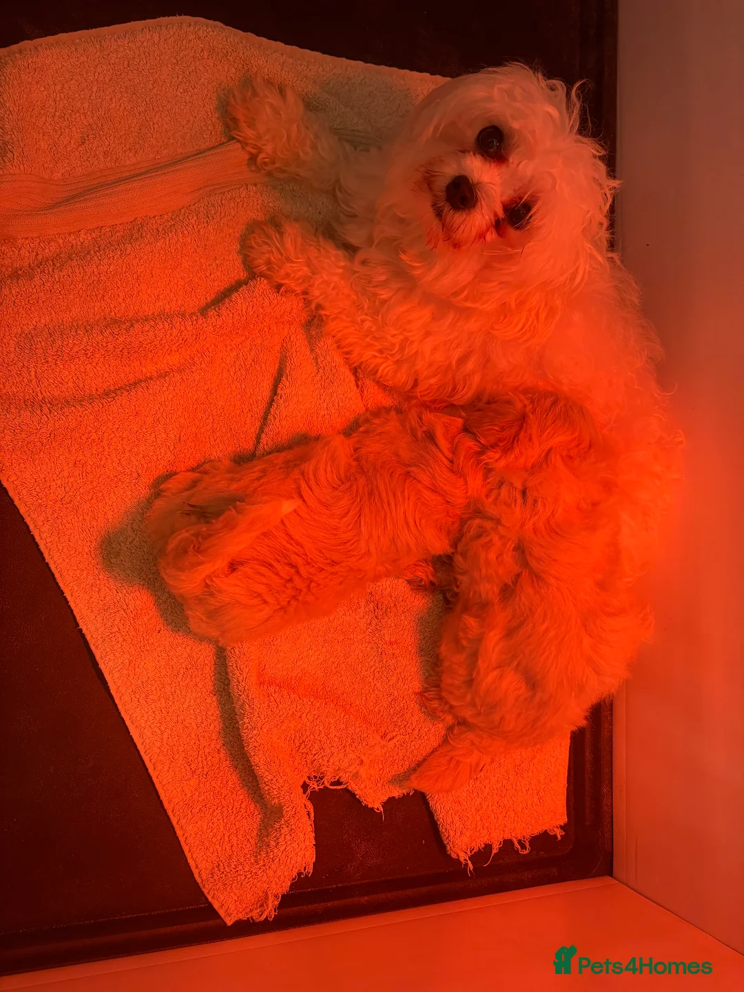 Maltipoo dogs for sale: 🤩2 stunning f1 Maltipoo 🤩 - Advert 9