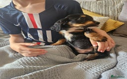 Cocker Spaniel dogs for sale: Gorgeous Cocker Spaniel now 8 weeks old - Image 2