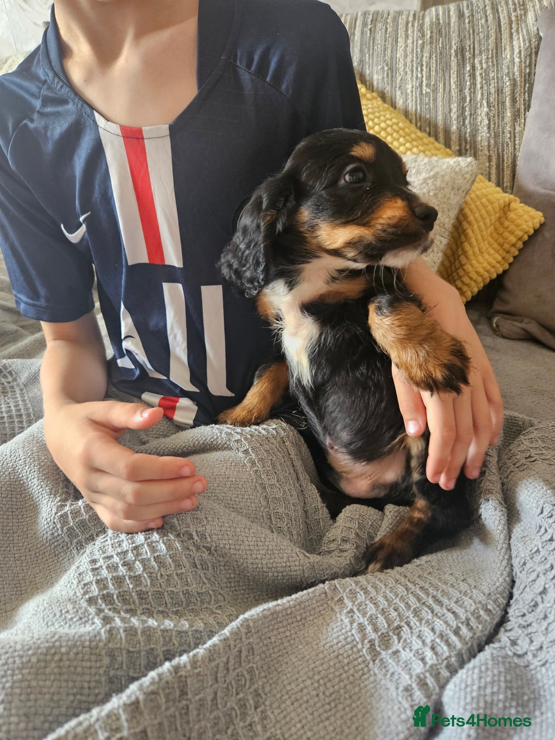 Cocker Spaniel dogs for sale: Gorgeous Cocker Spaniel now 8 weeks old - Image 2