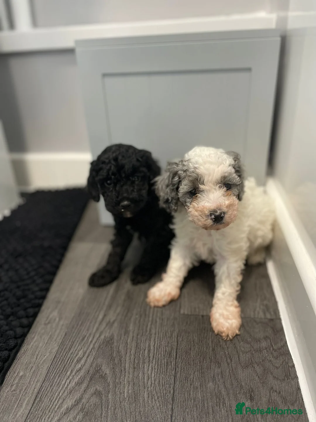 Cavapoo dogs for sale: Beautiful cavapoo puppies ready now - Advert 28