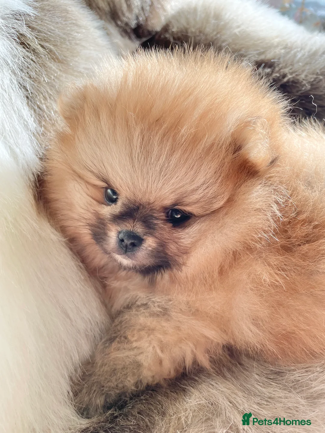 Pomeranian dogs for sale: OUTSTANDING SHOW TYPE ORANGE BOY AVAILABLE   - Advert 2