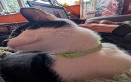 Mixed Breed cats for sale: 2 year old cat (female) - Image 6