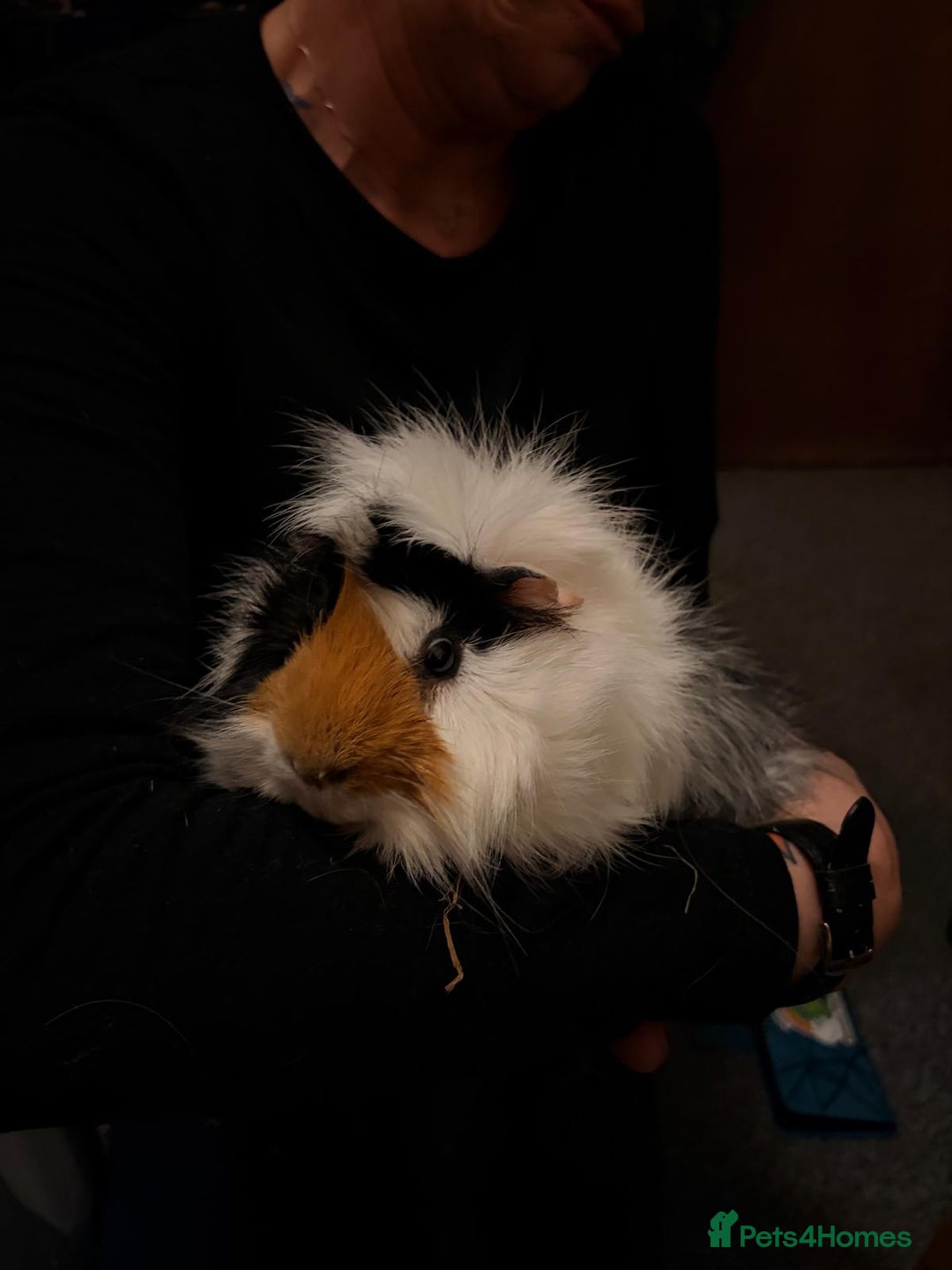 Guinea Pig rodents for sale: New home required - Advert 2