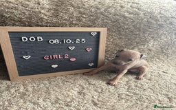 Italian Greyhound dogs for sale: Italian greyhound puppies - Advert 5