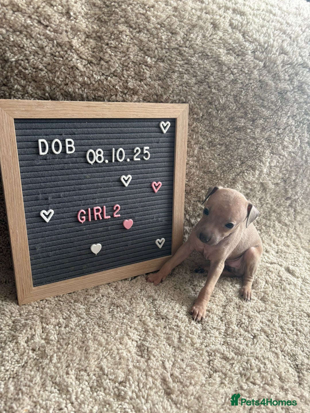 Italian Greyhound dogs for sale: Italian greyhound puppies - Advert 5