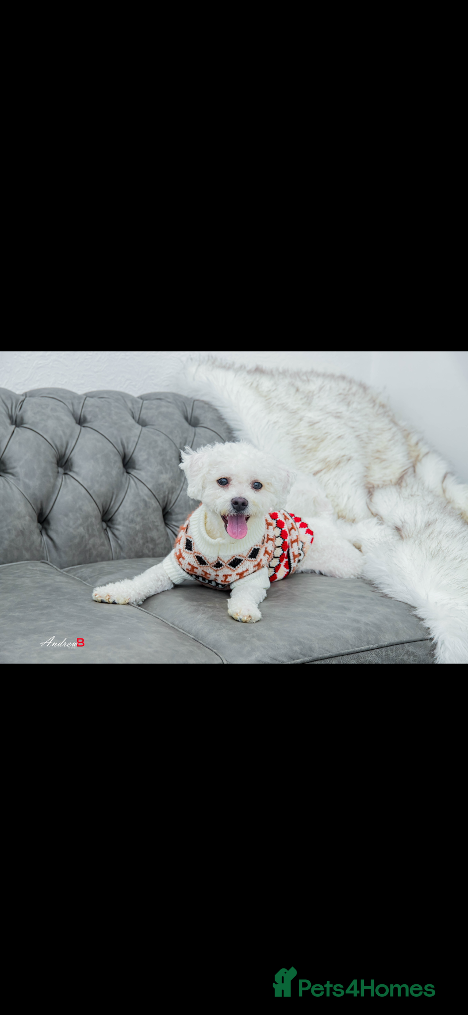 Bichon Frise dogs Bichon frise, very clean and friendly.  - Advert 3