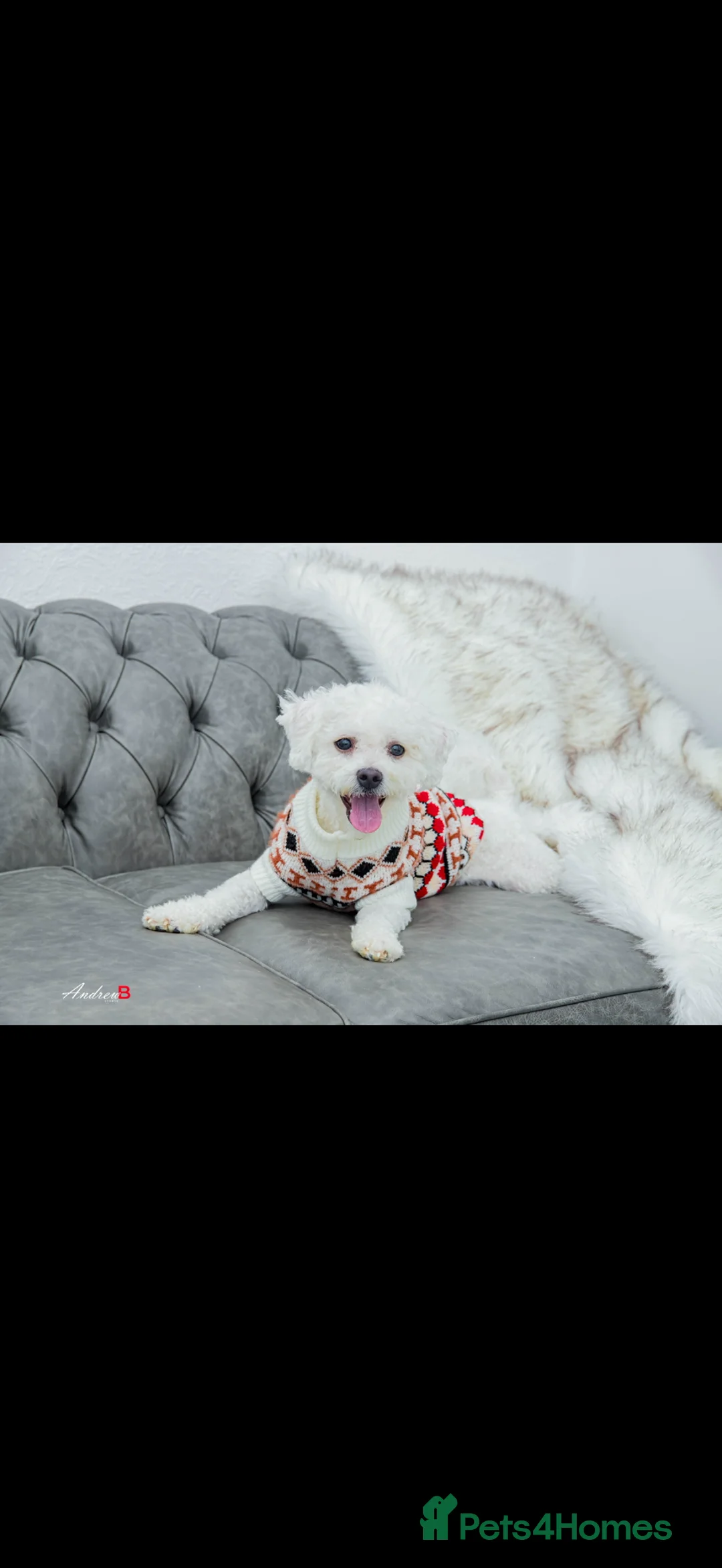 Bichon Frise dogs for sale: Bichon frise, very clean and friendly.  in Manchester - Advert 1