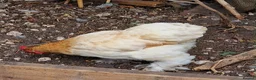 Chickens poultry for sale: Bantam Pekingese Hens - Advert 9