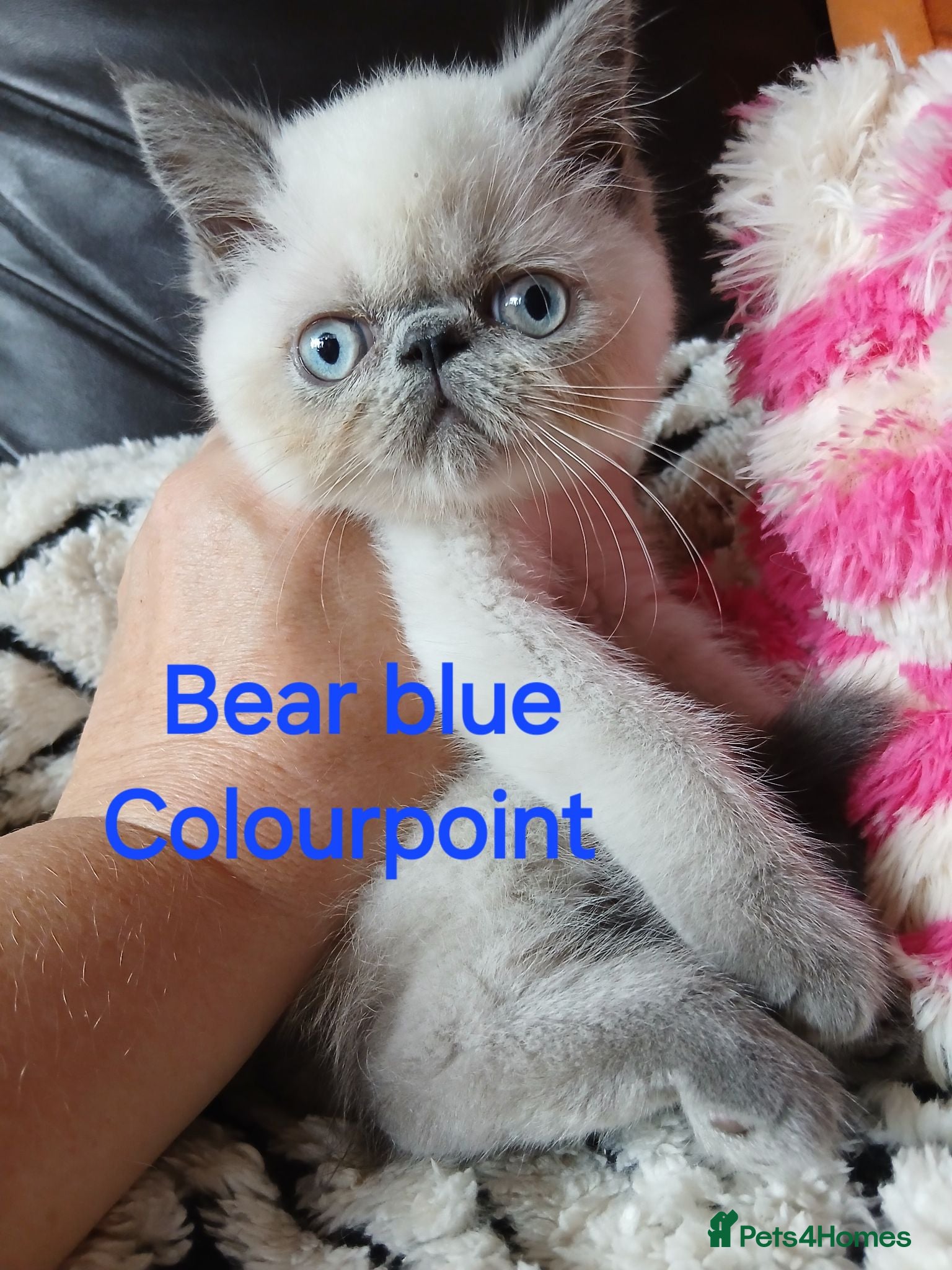 Exotic cats PEDIGREE GCCF PERSIAN EXOTIC BABIES - Advert 1