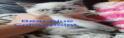 Exotic cats for sale: PEDIGREE GCCF PERSIAN EXOTIC BABIES - Advert 13