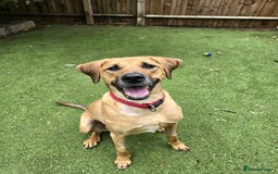 Mixed Breed dogs for adoption: Georgie is looking for her forever home!  in Waltham Abbey - Image 5