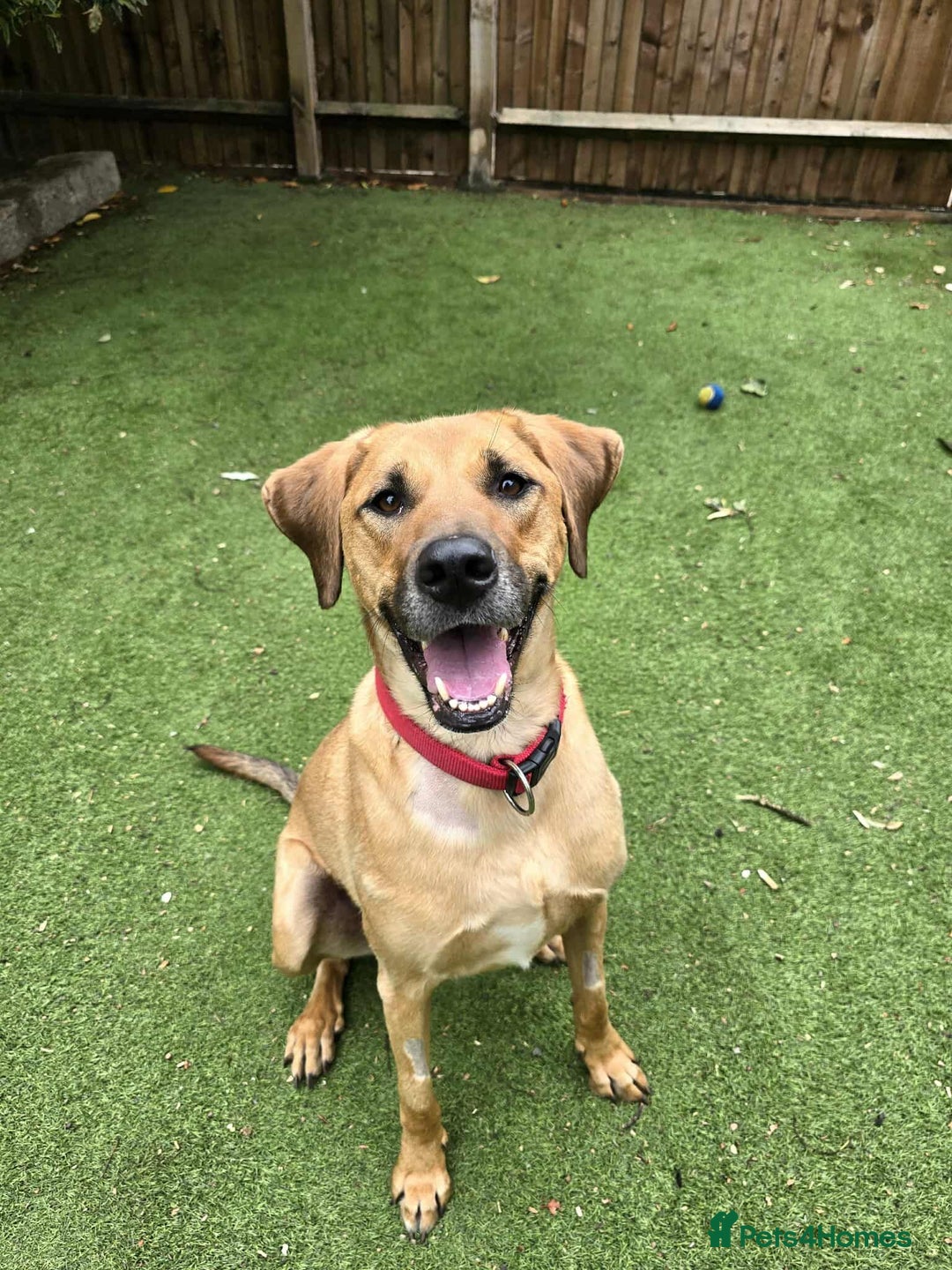 Mixed Breed dogs for adoption: Georgie is looking for her forever home!  in Waltham Abbey - Image 5