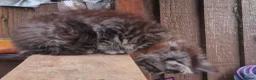 Maine Coon cats for sale: Mainecoon and mix maine coon - Advert 3