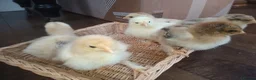 Chickens poultry for sale: 4 weeks old Brahma chicks,  7 weeks old chicks - Advert 7