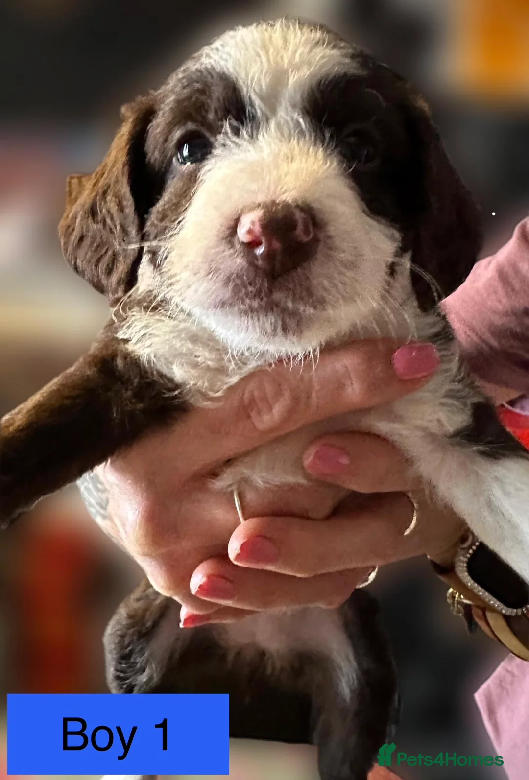 Mixed Breed dogs for sale: Airedale X Cockapoo  - Advert 9