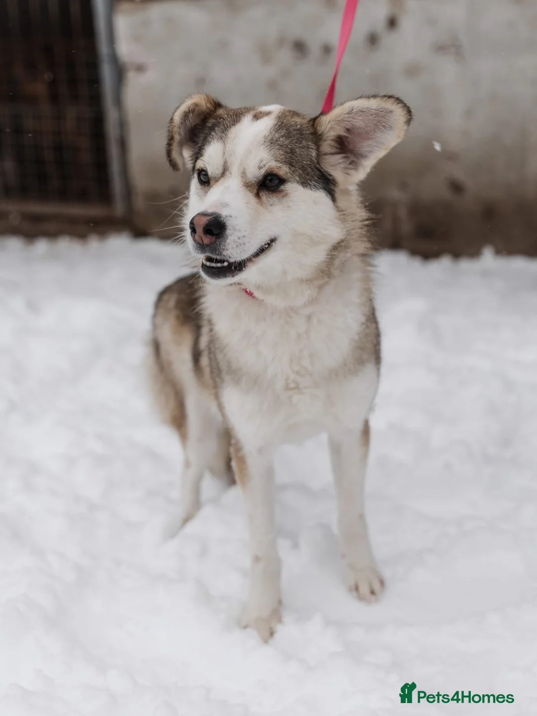 Mixed Breed dogs for adoption: ❤️GRACY❤️-a fluffy ball of joy in a small wrap  - Advert 2