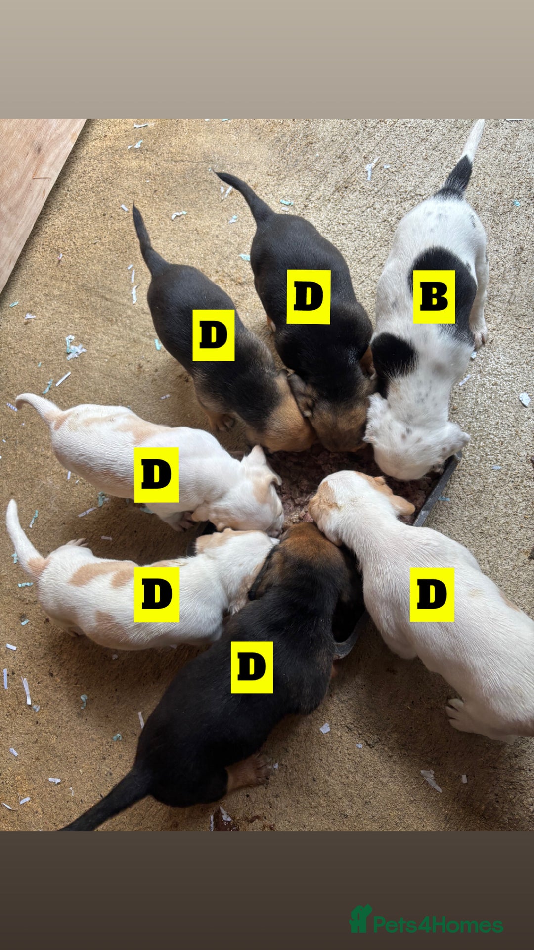 Beagle dogs for sale: 7 wonderful cocker spaniel x beagle❤️🏡 - Image 1
