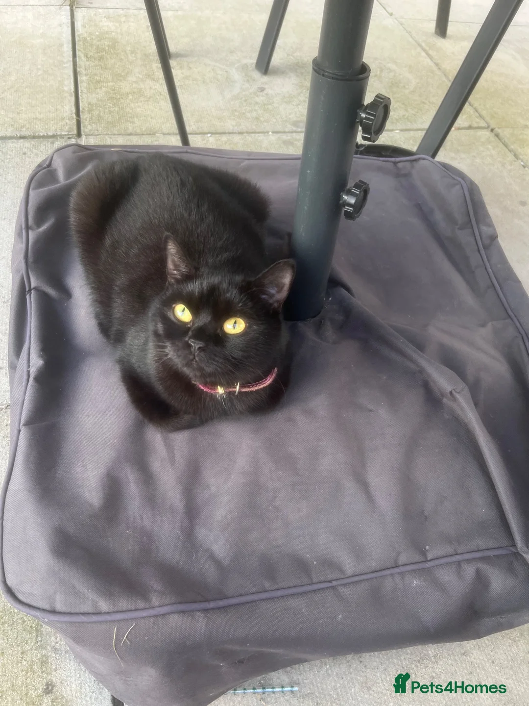 British Shorthair cats for sale: Beautiful British Shorthair&eExoticShorthair - Advert 2