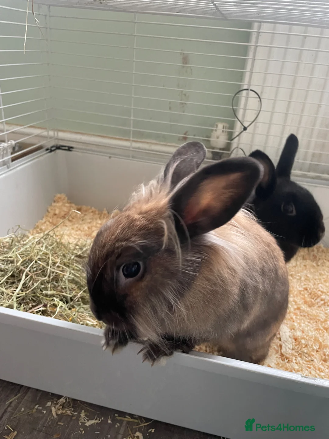 Mixed Breed rabbits for sale: Bonded rabbit pair - Advert 2