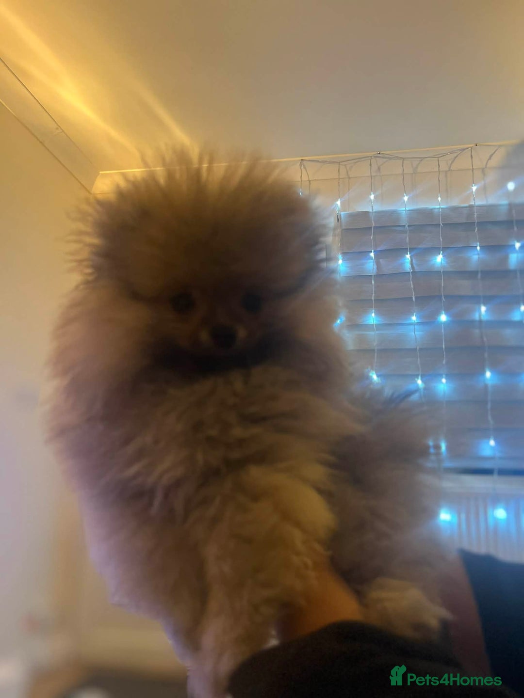 Pomeranian dogs for sale: Russian bloodline pomeranian Kc registered  - Advert 20