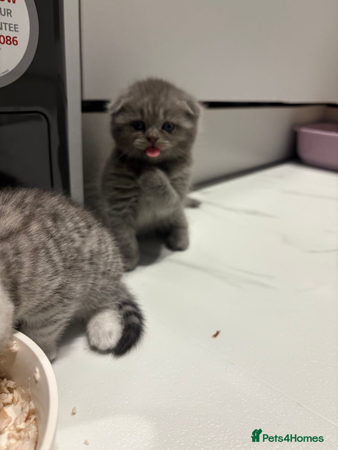 Scottish Fold cats for sale: Last Scottish Fold left - Advert 8