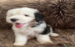 Old English Sheepdog dogs for stud: Stud KC Old English Sheepdog in Peterborough - Image 16