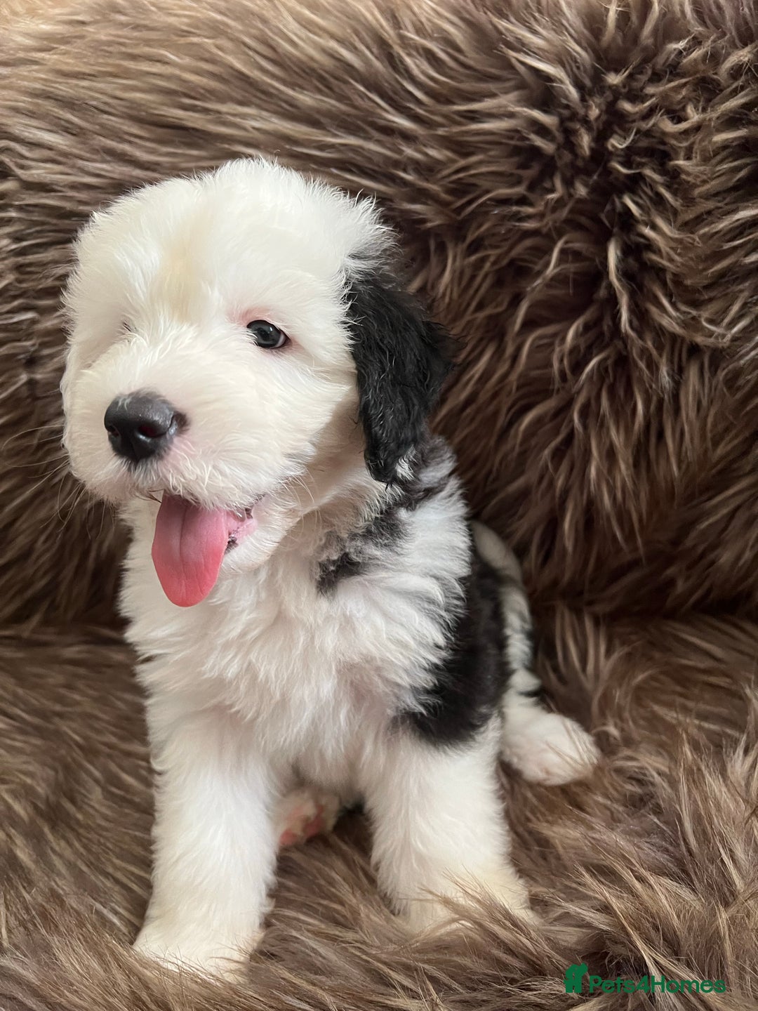 Old English Sheepdog dogs for stud: Stud KC Old English Sheepdog in Peterborough - Image 16