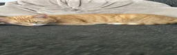 American Shorthair cats for sale: Tigger in Salford - Advert 3